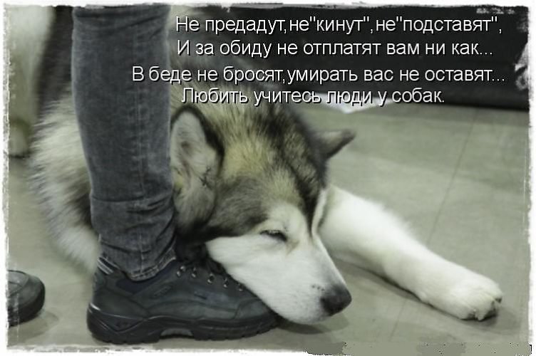 Если любишь стих про собаку Если любишь стих про собаку