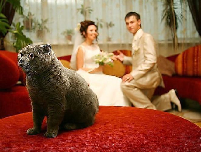 Анекдот да нет не радуют Анекдот да нет не радуют
