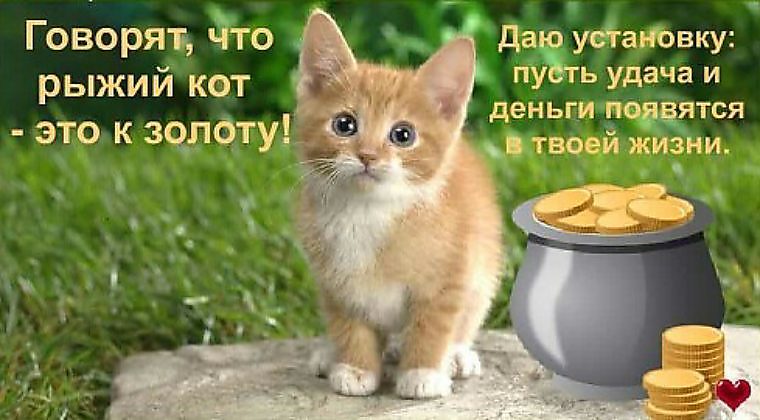 Музыкальное поздравление от кота Музыкальное поздравление от кота