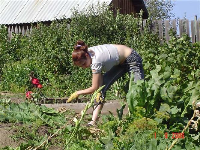 Соседка полит огород Соседка полит огород