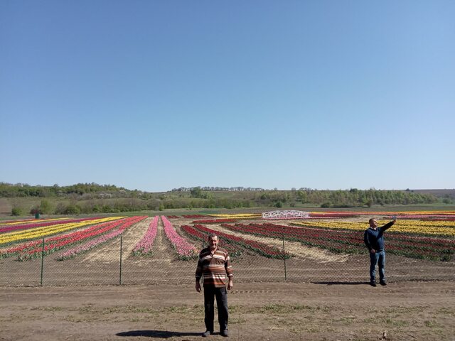 Тюльпаны в Черновцах