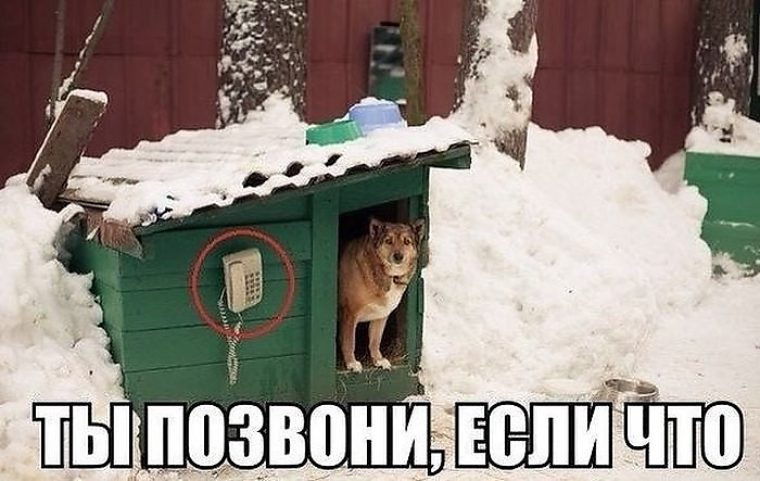 Мем с собакой в будке