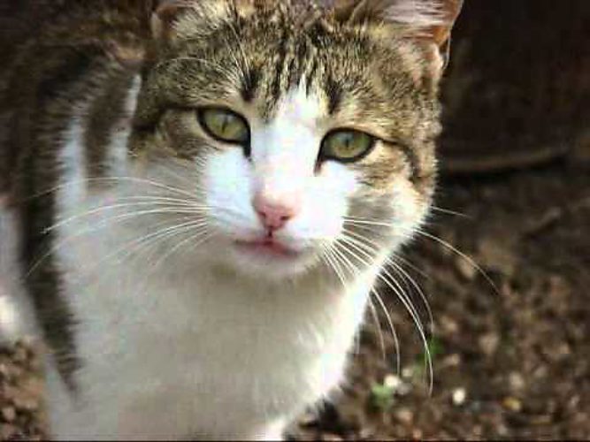 грустные бездомные коты. стих про кошку. не грусти кошка. планета кошек стихотворение. красивые кошки.