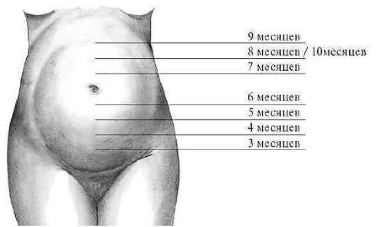 Алендарь береименности. Плод 5-6 недели беременности. Шесть недель беременности. Снимок узи 12-13 недель беременности фото. Круглый календарь для беременных.
