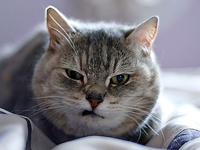 Как кошки относятся к новорожденным?, Почему кошка стала