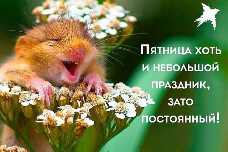 Прикольные картинки фото с надписями пятница, рисунки для